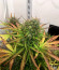 Original Glue Auto fem (Nirvana Seeds) семена конопли