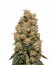 HulkBerry fem (Royal Queen Seeds) семена конопли