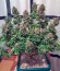 Killer Kush F1 Fast Version fem (Sweet Seeds) семена конопли