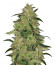 Sweet ZZ fem (RQS) семена конопли
