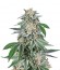 Сорт марихуаны Gorilla от Dinafem Seeds
