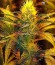 Auto Chocolate Skunk fem (00 Seeds) семена конопли