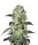 Buddha Calamity Jane auto fem (Buddha Seeds) семена конопли