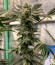 Bubba Slush fem (Green House Seeds) семена конопли
