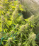 Dozy Whale fem (AlphaFem Seeds) семена конопли