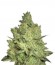 Jacky White fem (Paradise Seeds) семена конопли