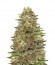 Green Gelato fem (Royal Queen Seeds) семена конопли