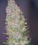 Champion fem (Heavyweight Seeds) семена конопли