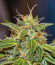 Choco Thai Auto fem (Herbies Seeds) семена конопли