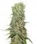Damnesia fem (Strain Hunters) семена конопли