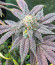 Dozy Breath fem (AlphaFem Seeds) семена конопли