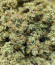 Dozy Cake fem (AlphaFem Seeds) семена конопли
