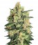 Durga Mata II CBD fem (Paradise Seeds) семена конопли