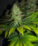 Northern Lights fem (Pyramid Seeds) семена конопли