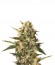 Mother Gorilla (Royal Madre) fem (Royal Queen Seeds) семена конопли