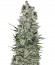 Super Cheese Auto fem (Trikoma Seeds) семена конопли