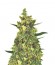 Violator Kush fem (Barney's Farm) семена конопли