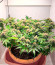 DO-SI-DOS fem (Cali Buds Seeds) семена конопли