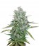 Northern Lights 5 X Haze fem (Sensi Seeds) семена конопли