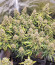 Original Big Bud Auto fem (FastBuds) семена конопли