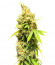 Royal Runtz fem (Royal Queen Seeds) семена конопли