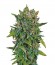 VIP Auto fem (VIP seeds) семена конопли