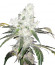 White Widow 47 fem (Kalashnikov Seeds) семена конопли