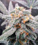 Quarter Pounder Autoflower fem (Easy Grow Seeds) семена конопли