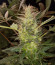 Auto Tutankhamon fem (Pyramid Seeds) семена конопли