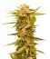Black Dream fem (Eva Seeds) семена конопли