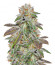 Bruce Banner #3 fem (Anesia Seeds) семена конопли