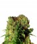 Dutch Dragon fem (Paradise Seeds) семена конопли