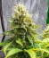 GG-48 fem (Nirvana Seeds) семена конопли