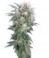 Ganesh reg (Mandala Seeds) семена конопли