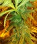 Grand Master Kush reg (Sumo Seeds) семена конопли