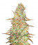 Mimosa Cake Auto fem семена конопли