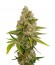 OG Kush Autoflowering fem (Dinafem Seeds) семена конопли