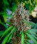 Papaya Zoap F1 Fast Version fem (Sweet Seeds) семена конопли