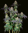 Planet of the Grapes RBX fem (Ethos Genetics) семена конопли