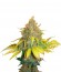 Pure Power Plant fem (Nirvana Seeds) семена конопли