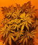 Sweet Valley Kush fem (Green House Seeds) семена конопли