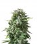 Bubba Kush fem (Dinafem Seeds) семена конопли