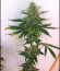 Bubba Slush fem (Green House Seeds) семена конопли