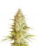 Critical VIP fem (VIP seeds) семена конопли