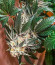 Jungle Lava fem (Original Sensible Seeds) семена конопли