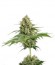 Moby Dick fem (Dinafem Seeds) семена конопли