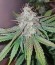 Peyote Cookies fem (Barney's Farm) семена конопли