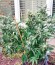 Sour Diesel Auto fem (Humboldt Seeds) семена конопли