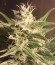 Auto Bubble fem (Female Seeds) семена конопли