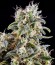 Himalaya Gold fem (Green House Seeds) семена конопли